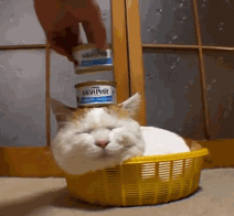 꿀잠 자는 냥이들 | 인스티즈