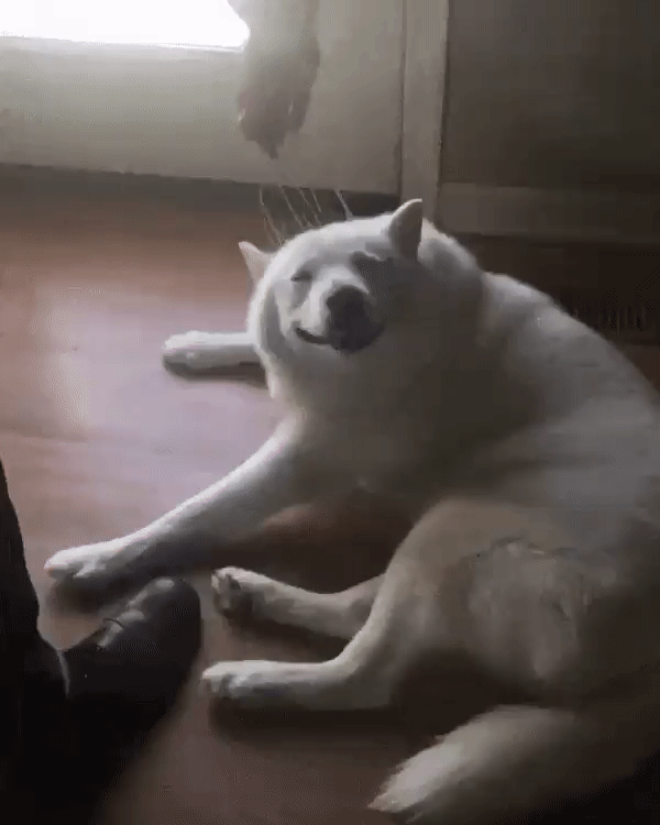 두피마사지 받는 댕댕이.gif | 인스티즈