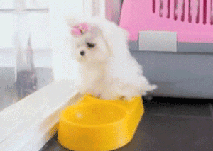 자꾸 눈이 가네 하얀 그 얼굴에.jpgif | 인스티즈