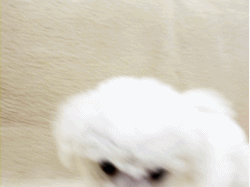 자꾸 눈이 가네 하얀 그 얼굴에.jpgif | 인스티즈