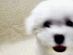 자꾸 눈이 가네 하얀 그 얼굴에.jpgif | 인스티즈