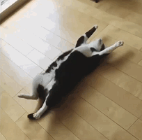 꿀잠 자는 냥이들 | 인스티즈