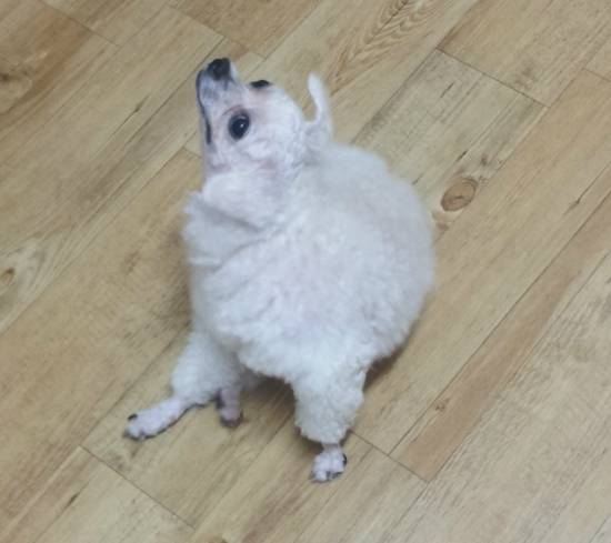 우리집 개 부분 미용 시켰는데ㅋㅋ | 인스티즈