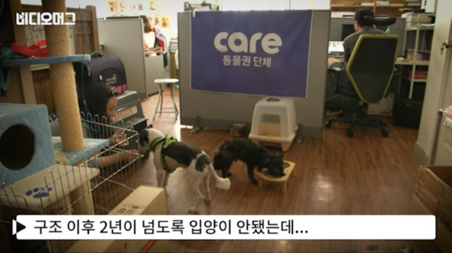 토리가 새마약방석이 맘에 들었나보다(영상） | 인스티즈