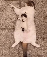 꿀잠 자는 냥이들 | 인스티즈