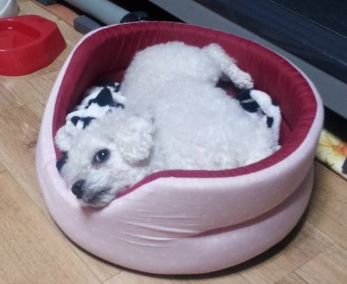 우리집 개 부분 미용 시켰는데ㅋㅋ | 인스티즈