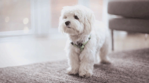 자꾸 눈이 가네 하얀 그 얼굴에.jpgif | 인스티즈