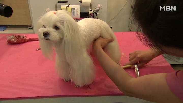 강아지 유치원 하루일과.jpg | 인스티즈