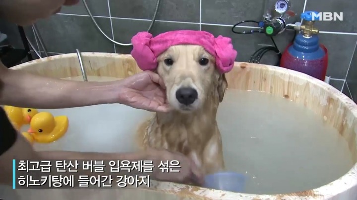 강아지 유치원 하루일과.jpg | 인스티즈