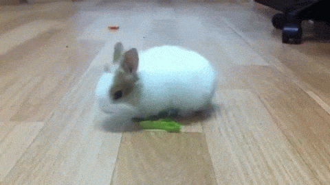 사나운 맹수들의 포효 | 인스티즈