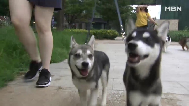 강아지 유치원 하루일과.jpg | 인스티즈