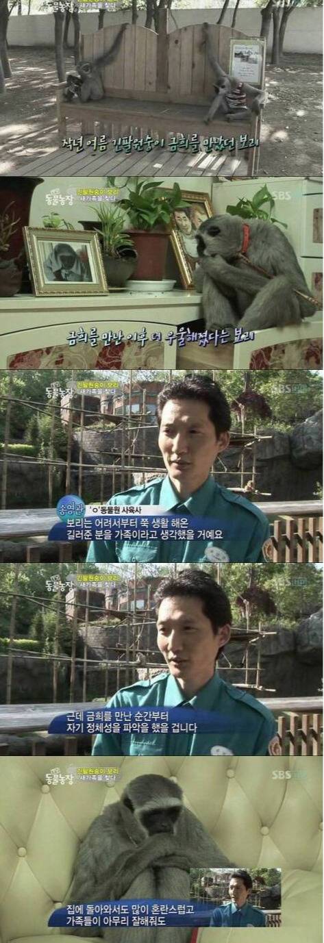 거울보고 자기가 사람이 아니란 사실에 충격 받은 긴팔원숭이 | 인스티즈