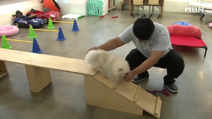 강아지 유치원 하루일과.jpg | 인스티즈