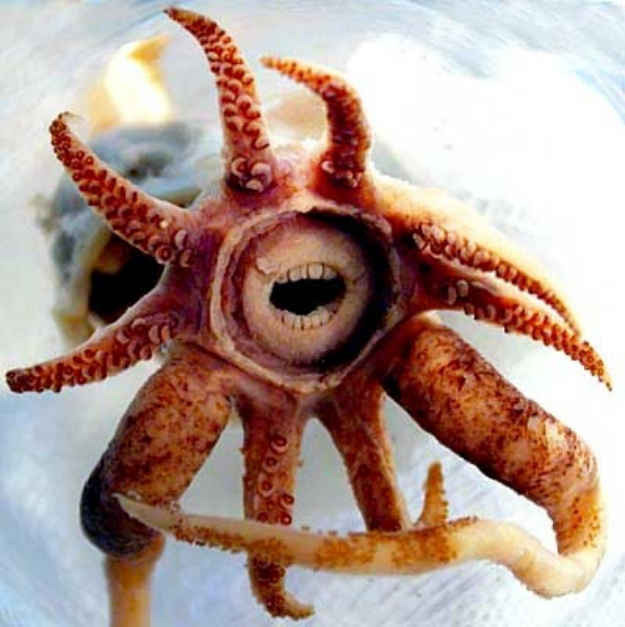 바다를 건드리면 안되는 이유.jpg (심쿵주의 심해생물사진있음!!!) | 인스티즈