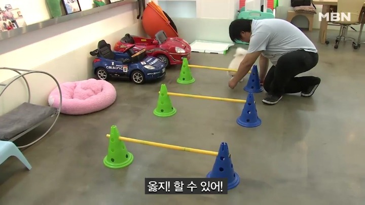 강아지 유치원 하루일과.jpg | 인스티즈