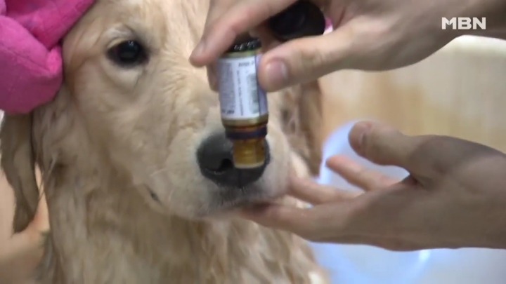 강아지 유치원 하루일과.jpg | 인스티즈