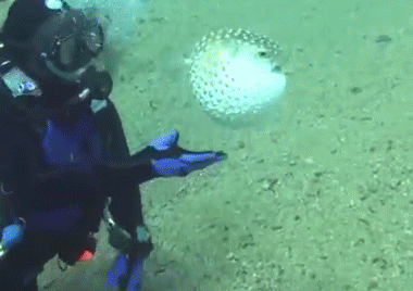 화가 난 복어 | 인스티즈