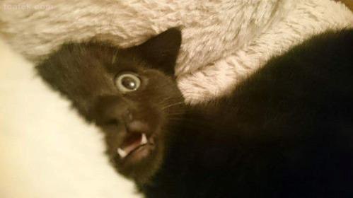 섹스하기 전에 고양이 내보내는 걸 깜빡했다.jpg | 인스티즈