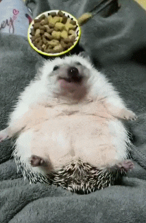 밥 먹는 고슴도치 | 인스티즈