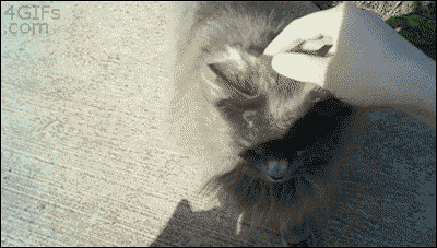 질투심한 고양이 .GIF | 인스티즈