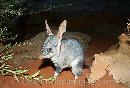 [동물칭구] 당신이 처음 봤을 수도 있는 희귀동물들 50종 | 인스티즈
