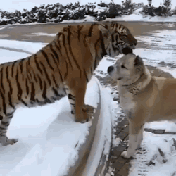 호랑이&강아지.gif | 인스티즈