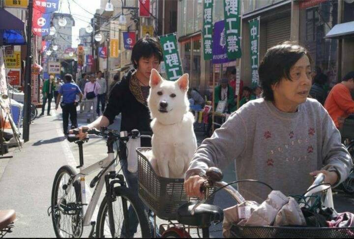 전생 남자친구가 개로 환생함 | 인스티즈