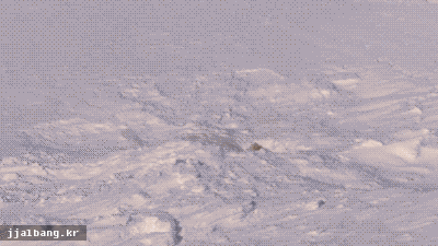 귀요미 북극곰들.gif | 인스티즈
