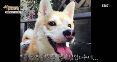 아픈 개가 주인을 피하는 이유 +추가 | 인스티즈