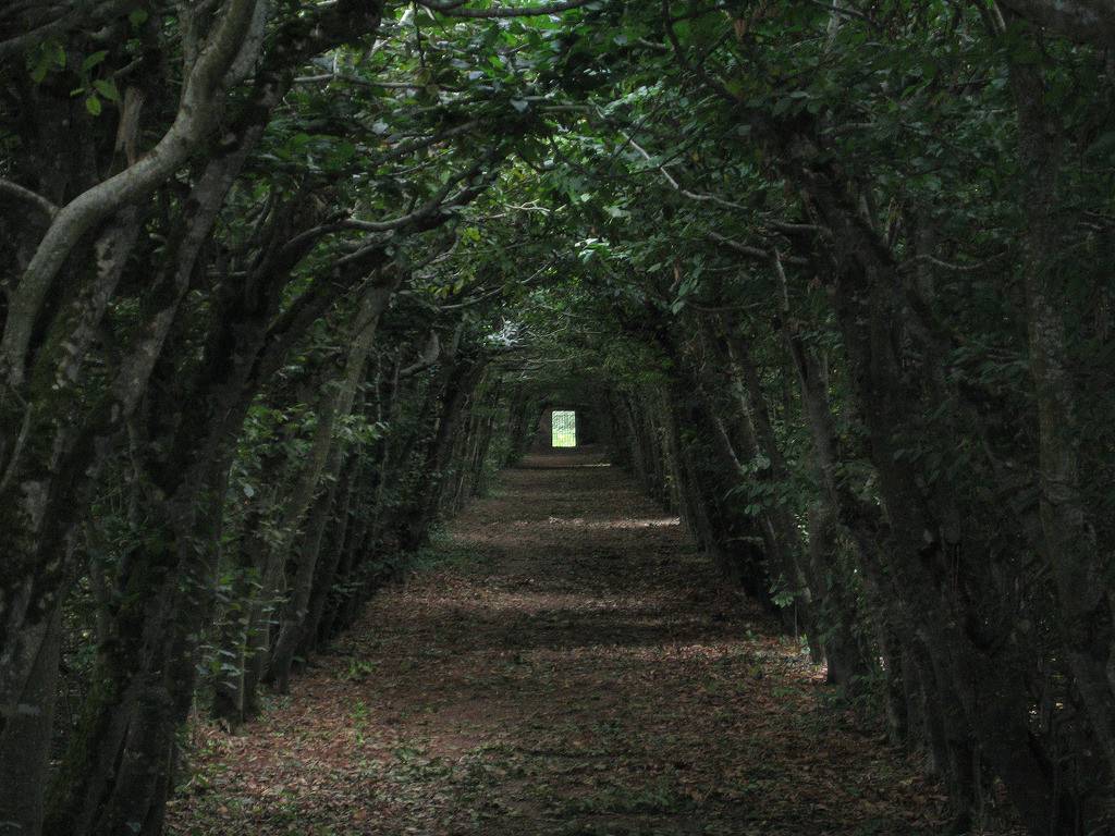 빛이 들어오지 않는 숲 | 인스티즈