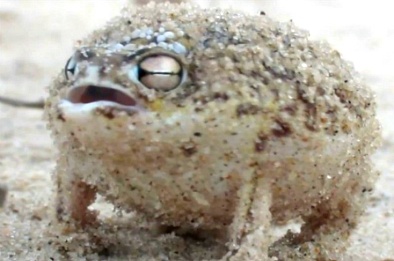 [동물칭구] 당신이 처음 봤을 수도 있는 희귀동물들 50종 | 인스티즈