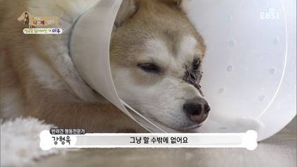 아픈 개가 주인을 피하는 이유 +추가 | 인스티즈