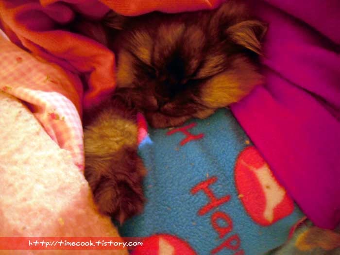 에어컨틀고 이불덮고자기 vs 전기장판에서 이불덮고 자기 | 인스티즈