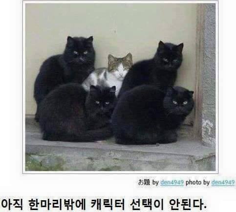 냥냥이 시리즈.jpg | 인스티즈