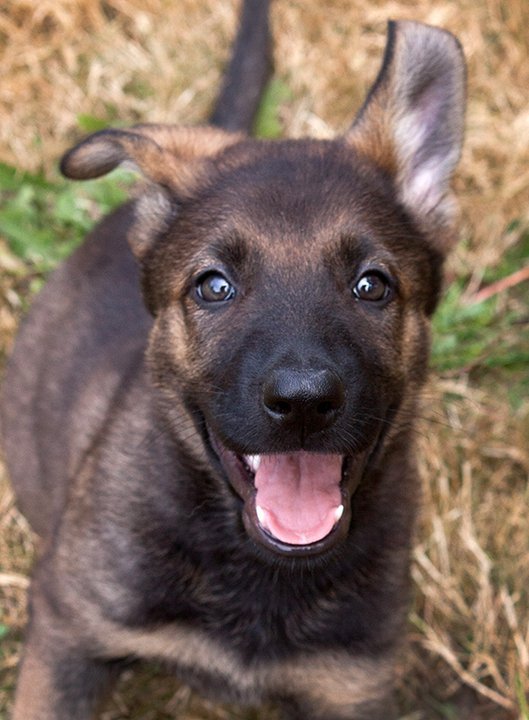 견종 이야기 - 저먼 셰퍼드 | 인스티즈