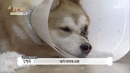 아픈 개가 주인을 피하는 이유 +추가 | 인스티즈