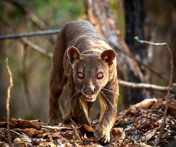 [동물칭구] 당신이 처음 봤을 수도 있는 희귀동물들 50종 | 인스티즈
