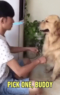 똑똑한 댕댕이.gif | 인스티즈