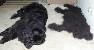 강아지 털갈이 모음 | 인스티즈