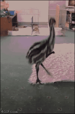 흔한 디자이너 채용공고 | 인스티즈