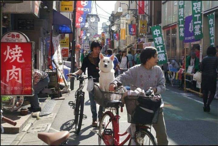 전생 남자친구가 개로 환생함 | 인스티즈