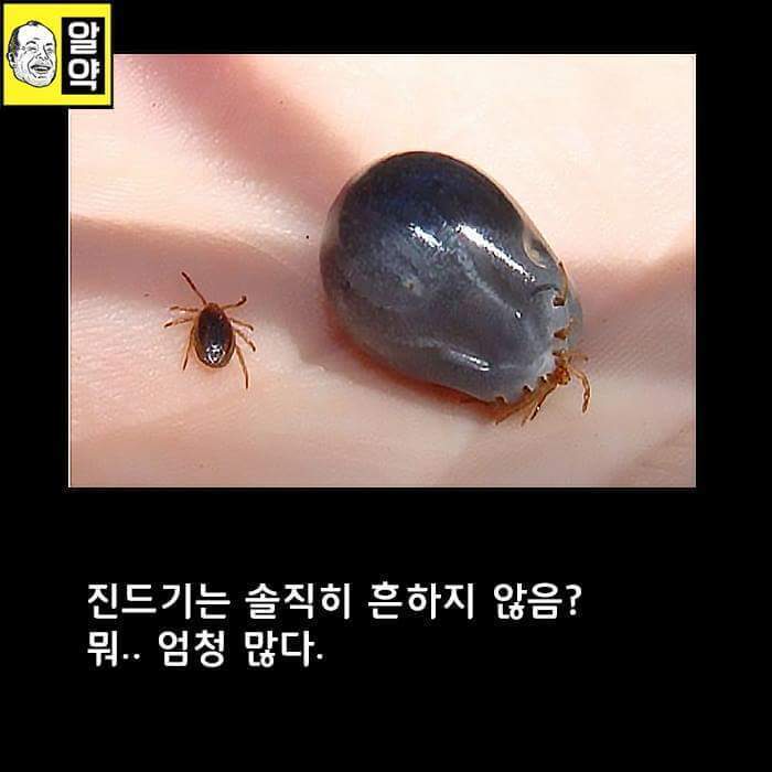 혐오주의) 호주의 위엄 | 인스티즈