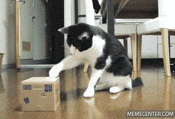 집사야 이게 뭐냥.gif | 인스티즈