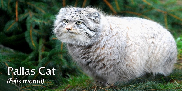 [동물칭구] 당신이 처음 봤을 수도 있는 희귀동물들 50종 | 인스티즈