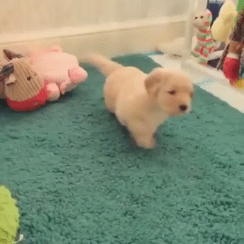 [주의] 리트리버의 폭력성.gif | 인스티즈