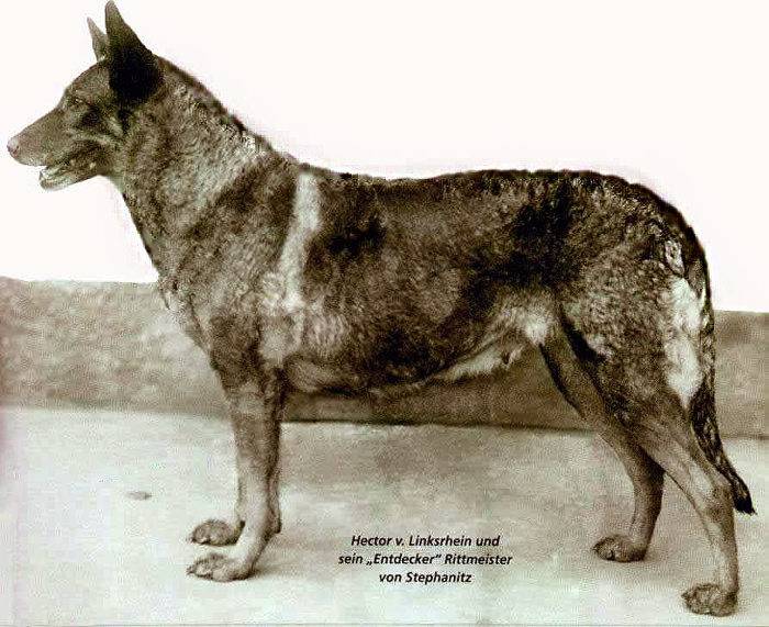 견종 이야기 - 저먼 셰퍼드 | 인스티즈