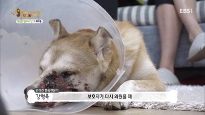 아픈 개가 주인을 피하는 이유 +추가 | 인스티즈