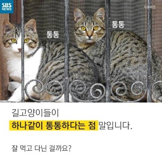 &#34;살찐 거 아니에요 부은 거예요&#34;(길고양이) | 인스티즈