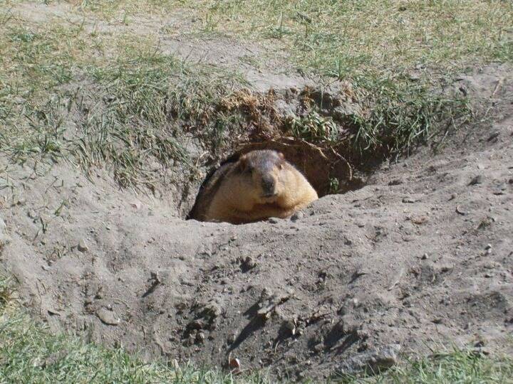 뱃살 만져보고 싶은 동물 | 인스티즈