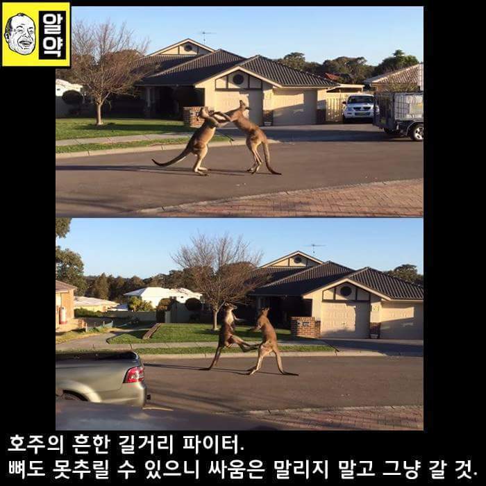 혐오주의) 호주의 위엄 | 인스티즈